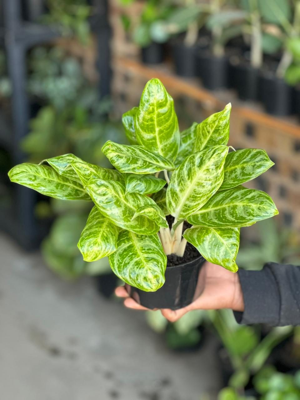 Small Chinese Evergreen Golden Spoon