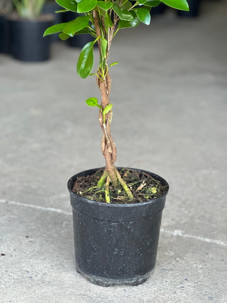Medium Braided Ficus Moclame