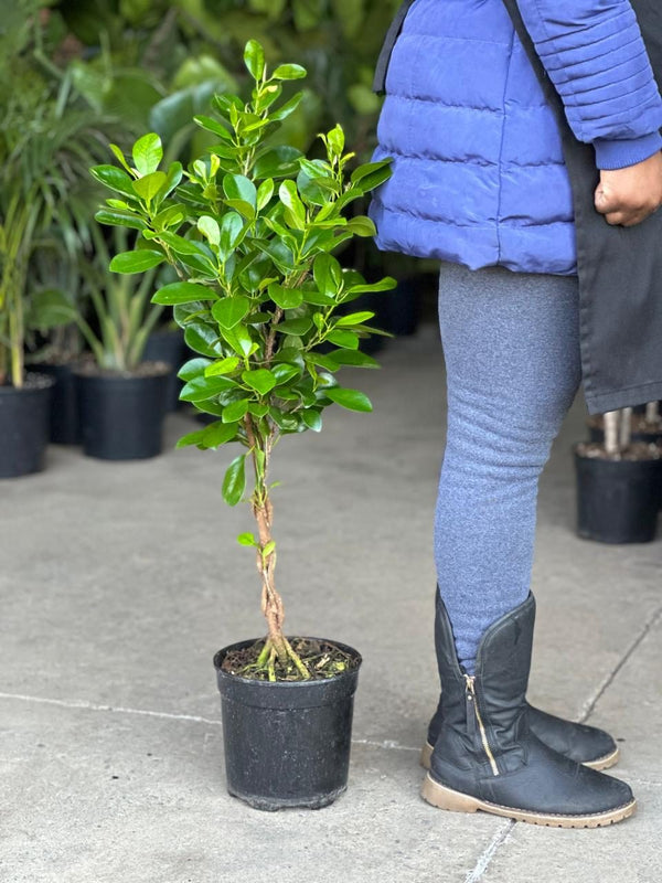 Medium Braided Ficus Moclame