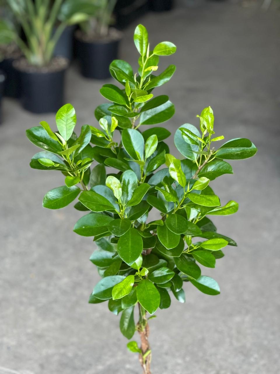 Medium Braided Ficus Moclame