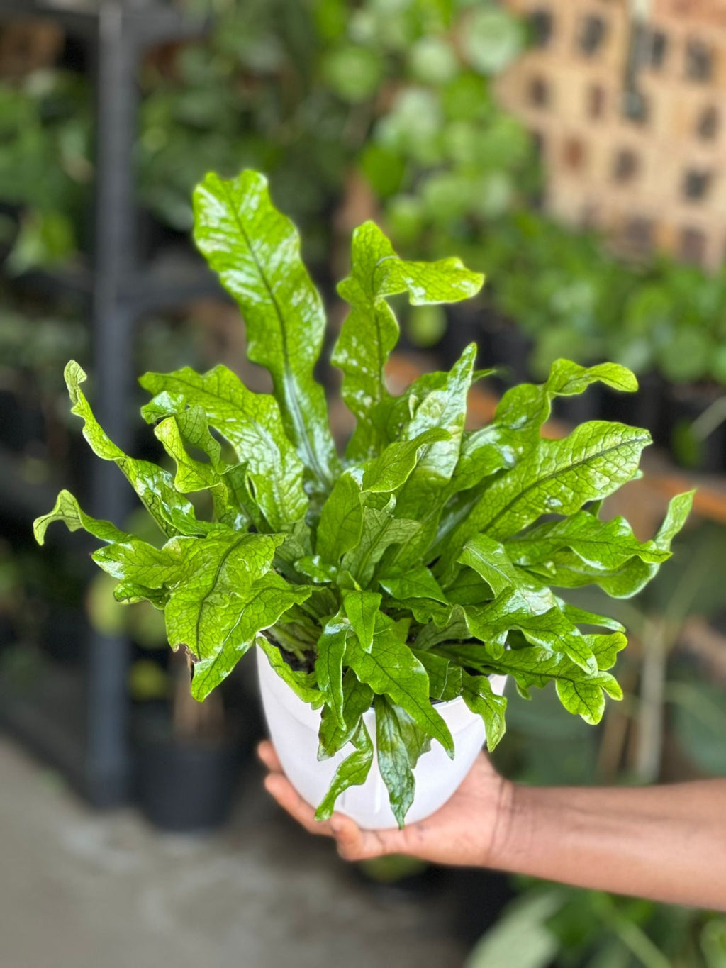 Small Crocodile Fern With Decorative Pot