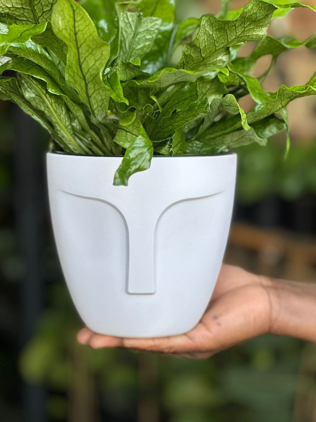 Small Crocodile Fern With Decorative Pot