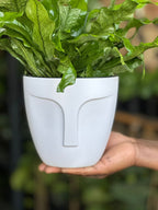 Small Crocodile Fern With Decorative Pot