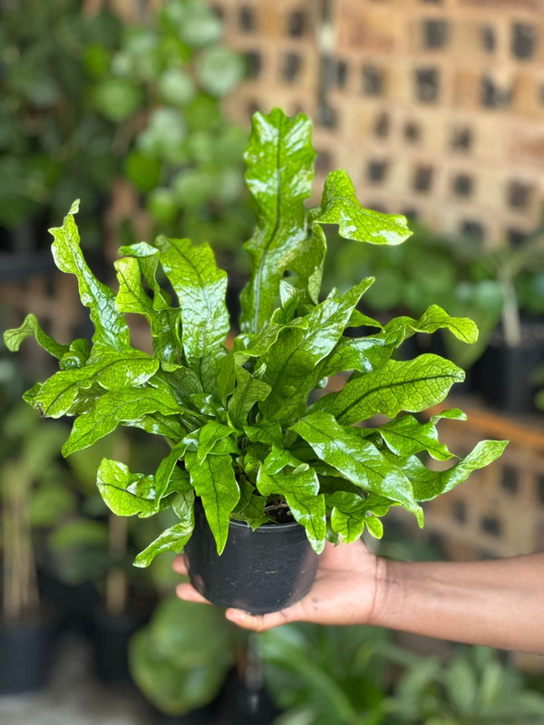 Small Crocodile Fern