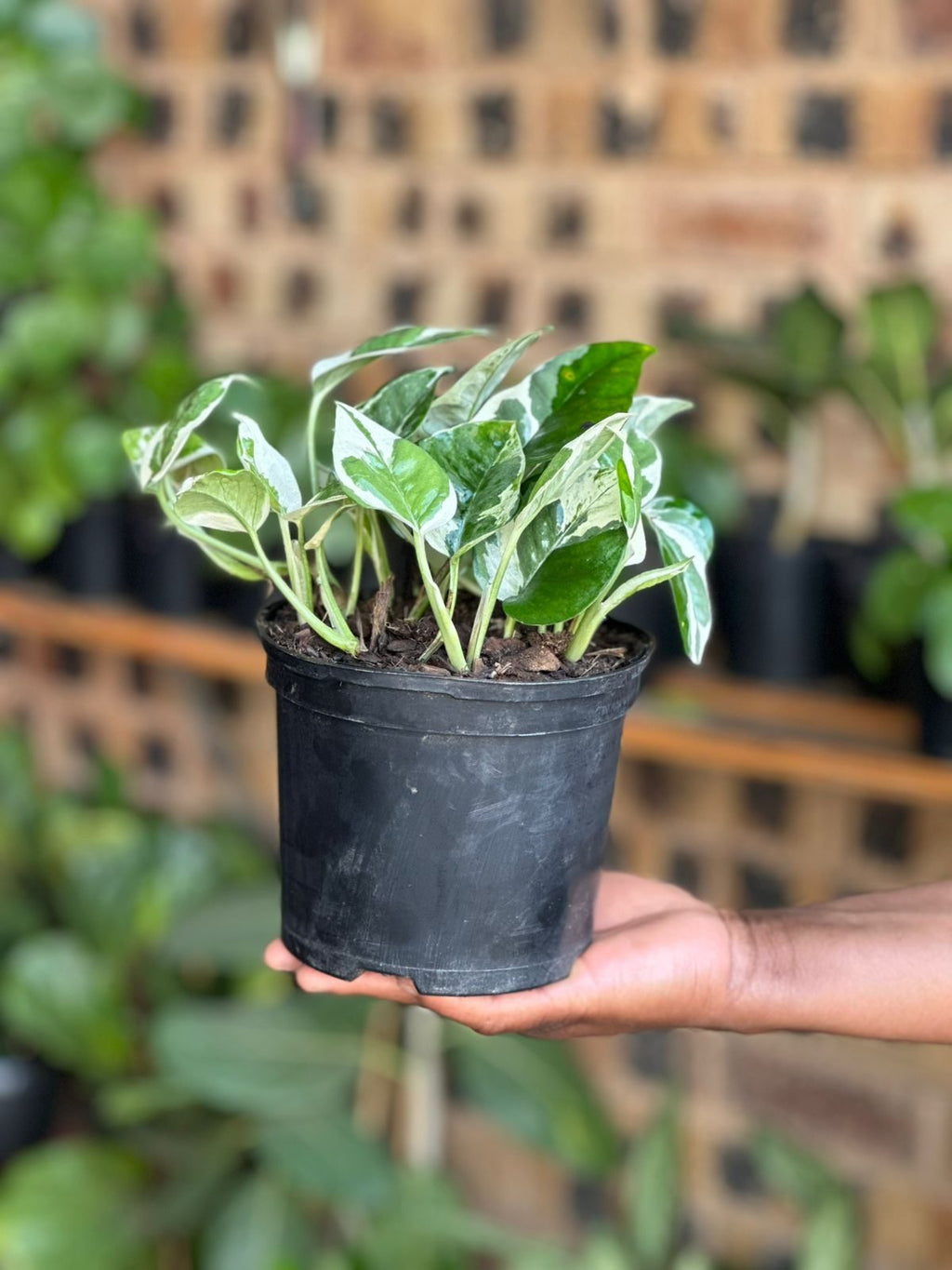 Small Pothos N'Joy