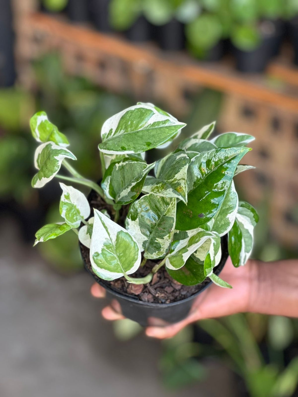 Small Pothos N'Joy
