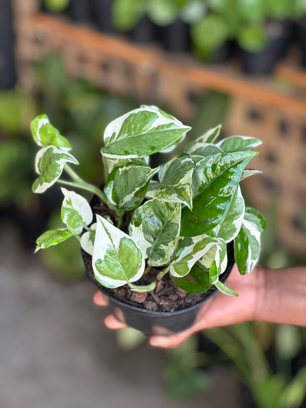 Small Pothos N'Joy
