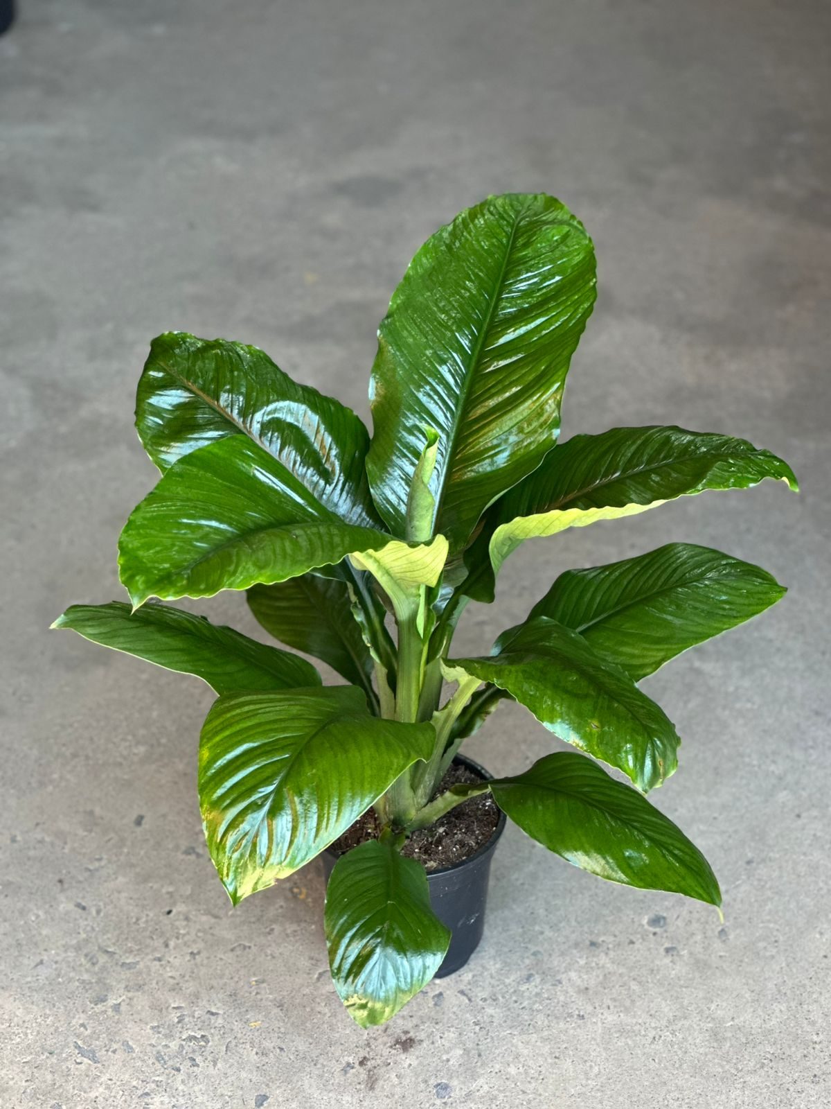 Medium Spathiphyllum Sensation