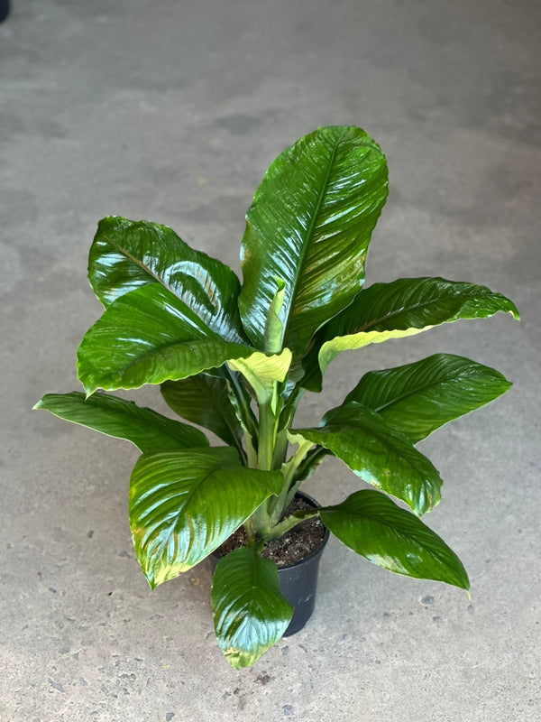 Medium Spathiphyllum Sensation
