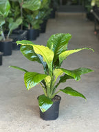 Medium Spathiphyllum Sensation
