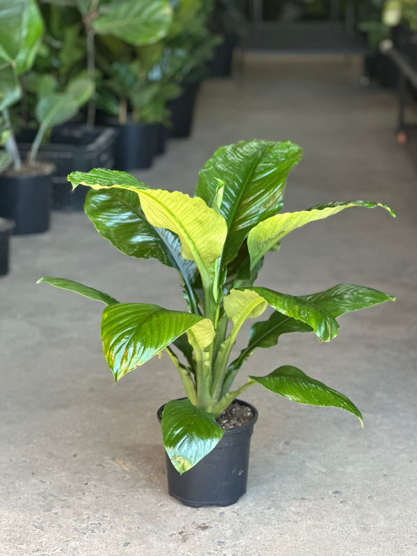 Medium Spathiphyllum Sensation
