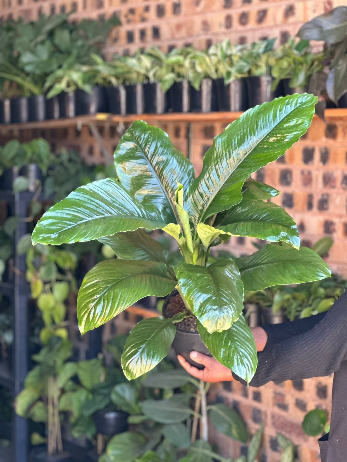 Medium Spathiphyllum Sensation