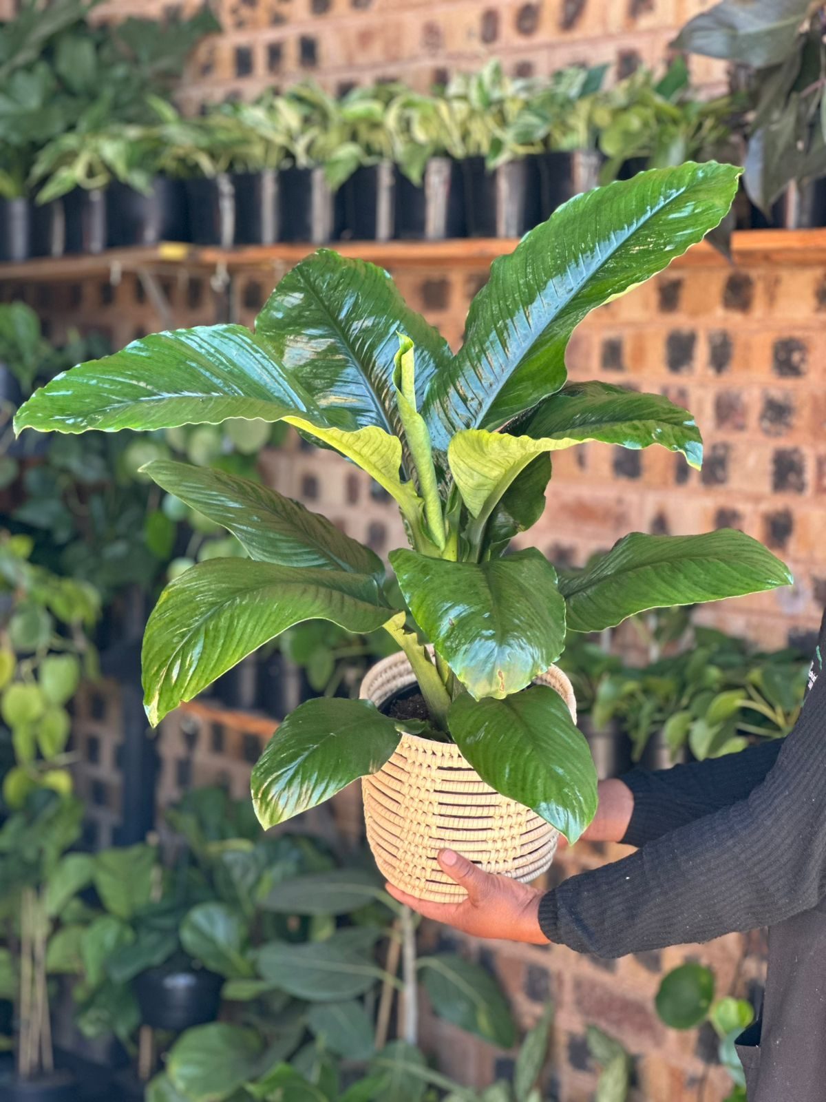Medium Spathiphyllum Sensation With Basket