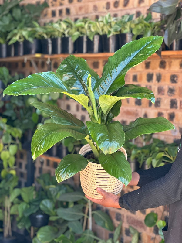 Medium Spathiphyllum Sensation With Basket