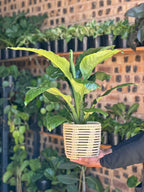 Medium Spathiphyllum Sensation With Basket