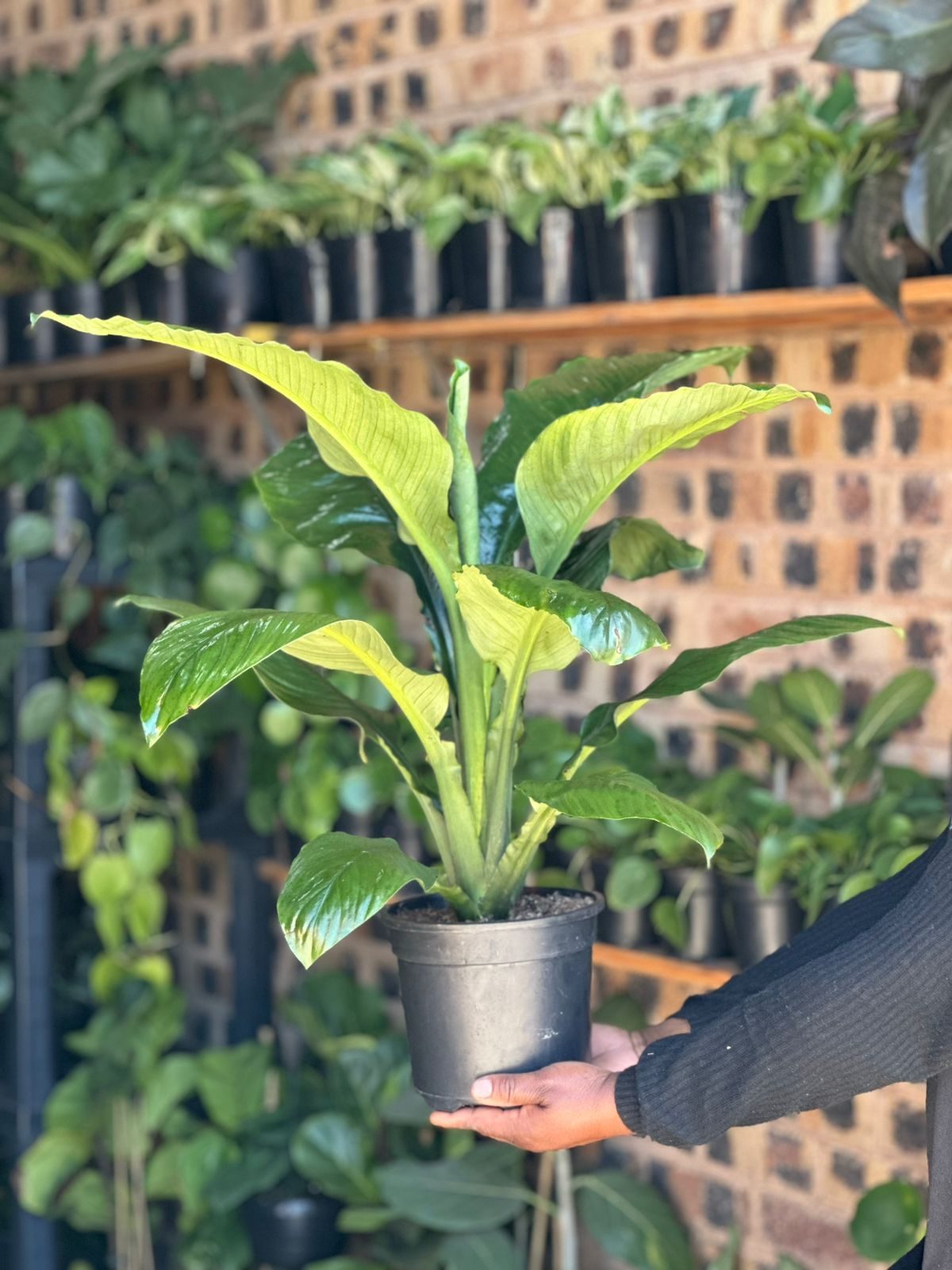 Medium Spathiphyllum Sensation