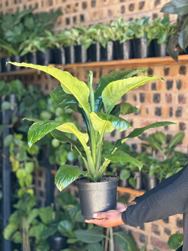 Medium Spathiphyllum Sensation