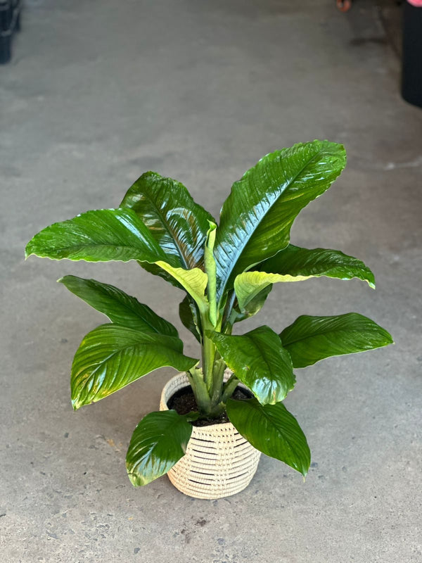 Medium Spathiphyllum Sensation With Basket