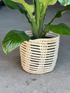 Medium Spathiphyllum Sensation With Basket