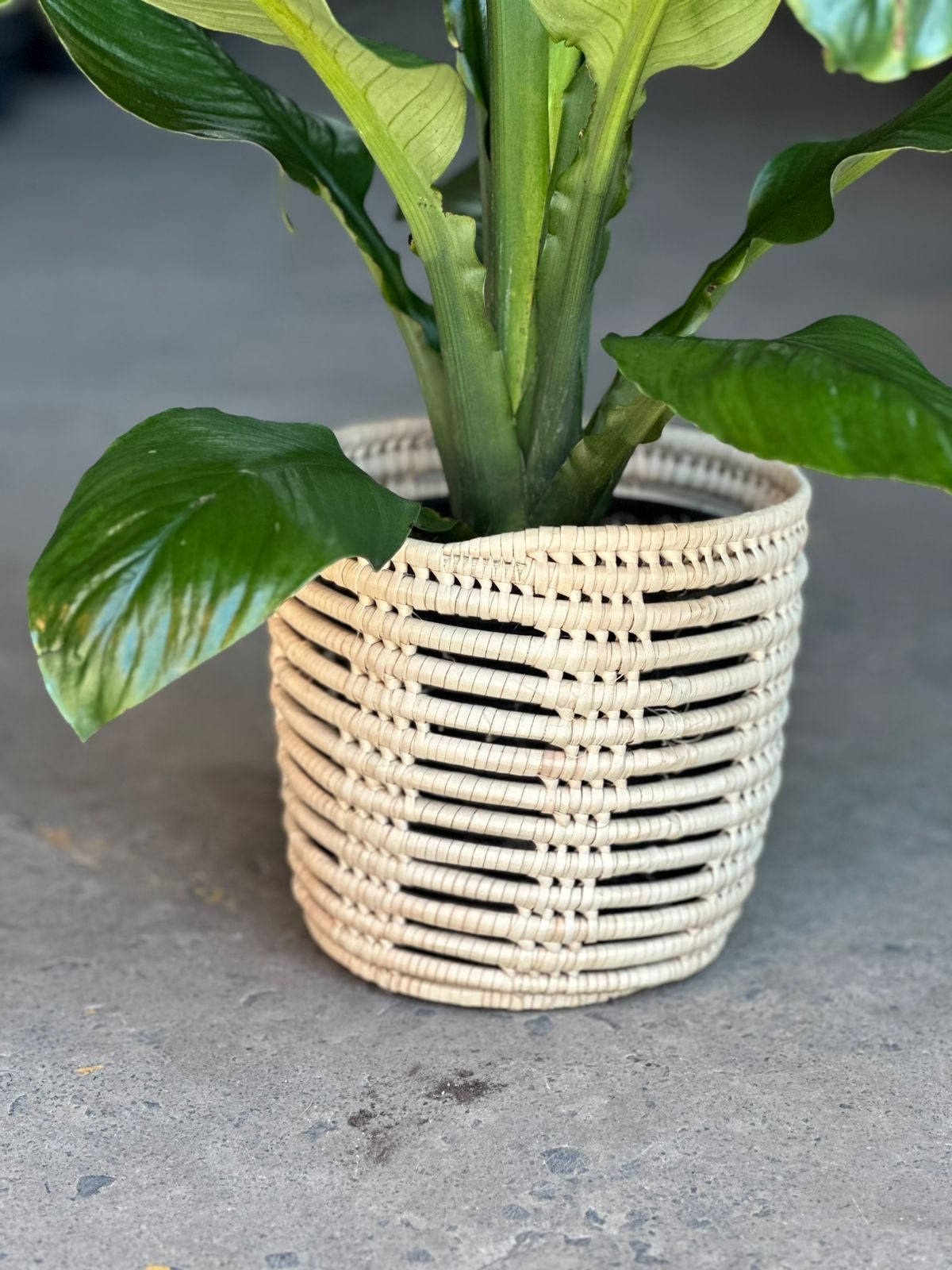 Medium Spathiphyllum Sensation With Basket