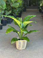 Medium Spathiphyllum Sensation With Basket