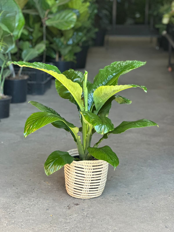 Medium Spathiphyllum Sensation With Basket