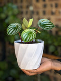 XS Watermelon Peperomia With Decorative Pot