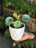 XS Watermelon Peperomia With Decorative Pot