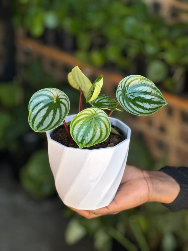 XS Watermelon Peperomia With Decorative Pot