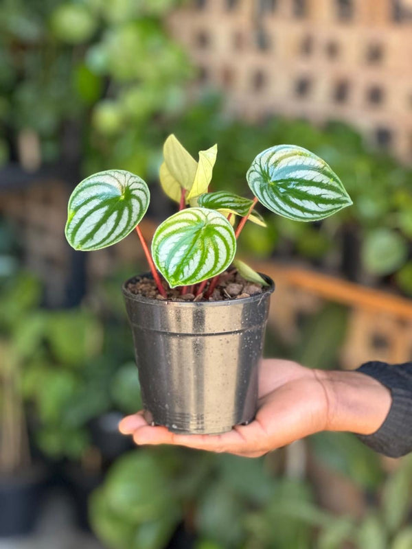 XS Watermelon Peperomia
