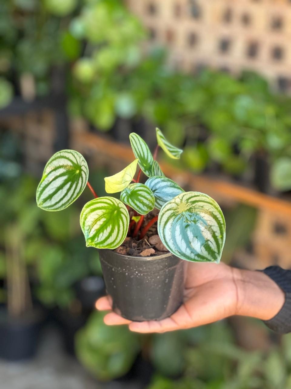 XS Watermelon Peperomia