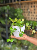 XSmall Peperomia Hope With Decorative Pot