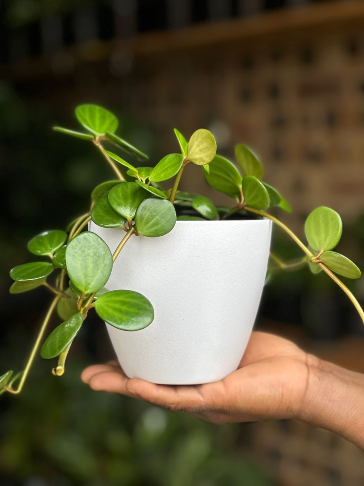 XSmall Peperomia Hope With Decorative Pot