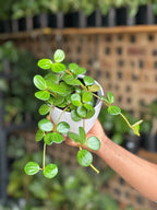 XSmall Peperomia Hope With Decorative Pot