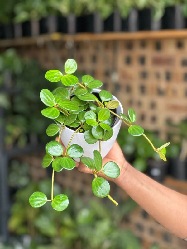 XSmall Peperomia Hope With Decorative Pot