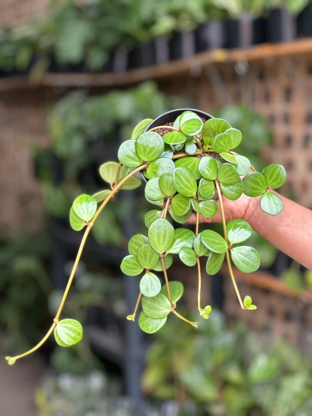 XSmall Peperomia Hope