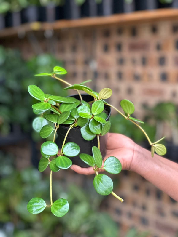 XSmall Peperomia Hope