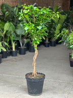 XL Braided Ficus Moclame