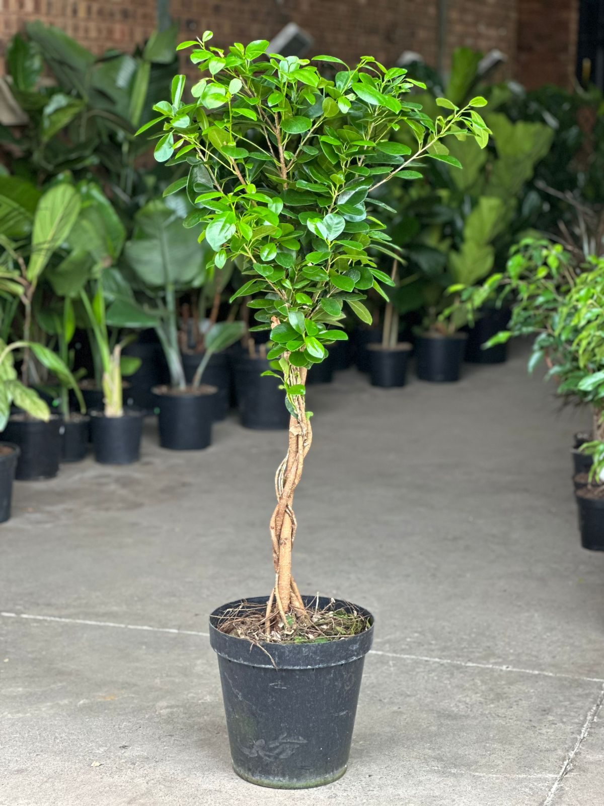 XL Braided Ficus Moclame