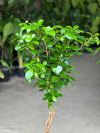 XL Braided Ficus Moclame