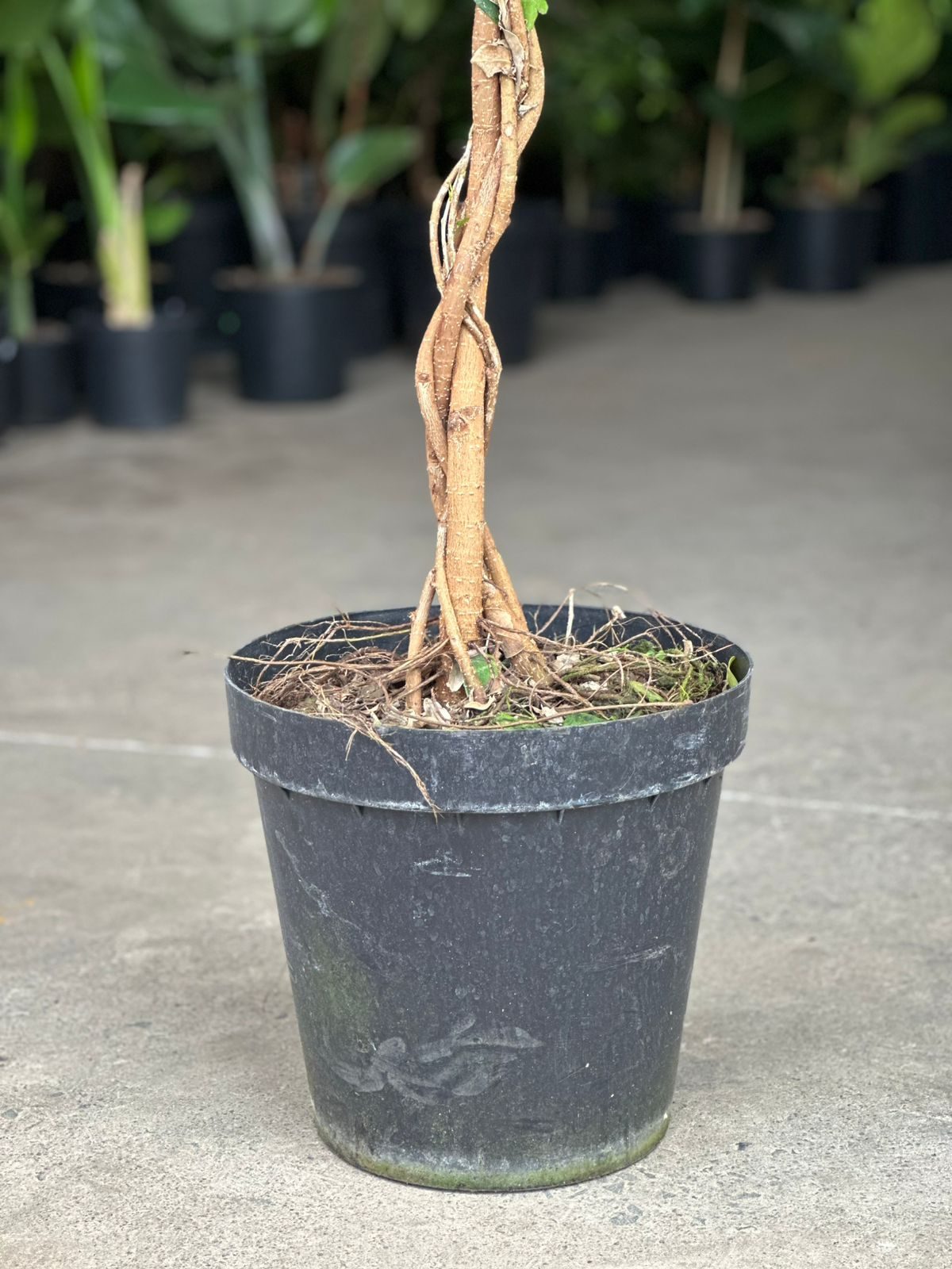 XL Braided Ficus Moclame