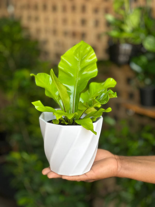 XS Bird's Nest Fern Nidus With Decorative Pot