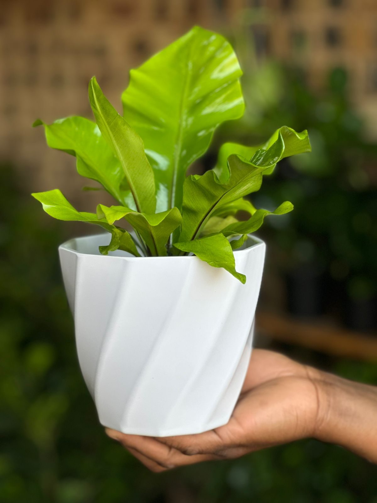 XS Bird's Nest Fern Nidus With Decorative Pot