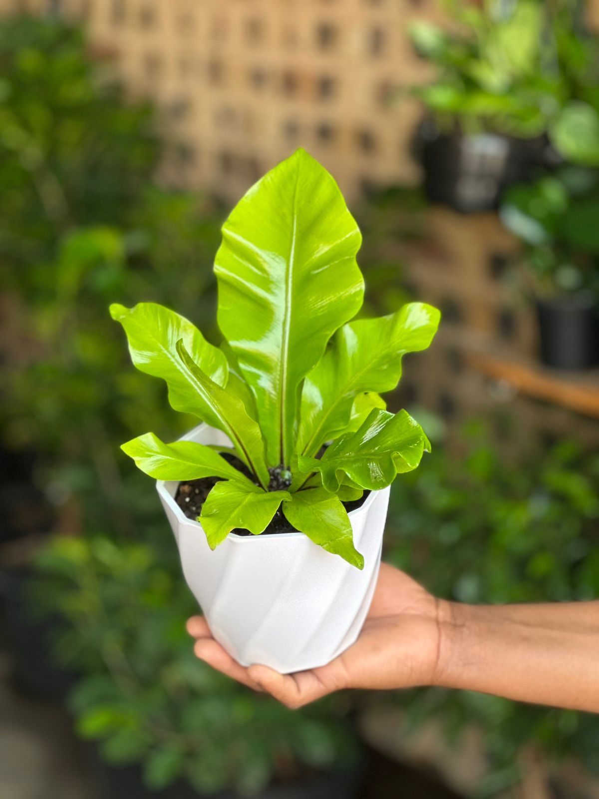 XS Bird's Nest Fern Nidus With Decorative Pot