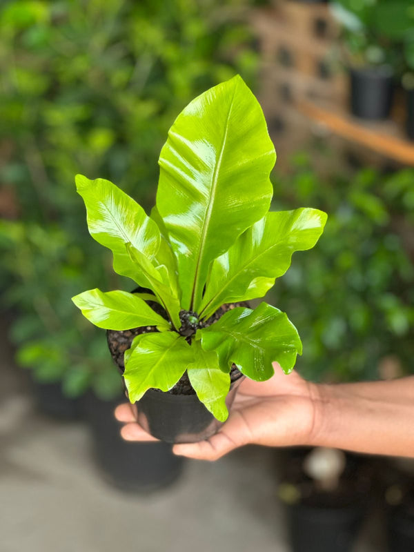 XS Bird's Nest Fern Nidus