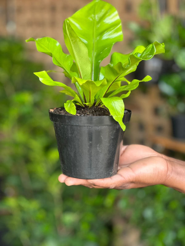 XS Bird's Nest Fern Nidus