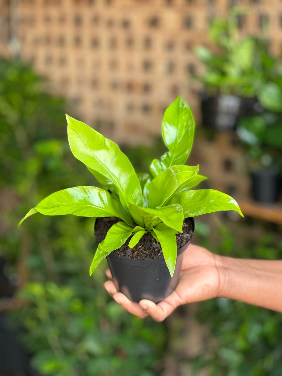 XS Bird's Nest Fern Asplenium