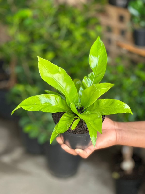 XS Bird's Nest Fern Asplenium