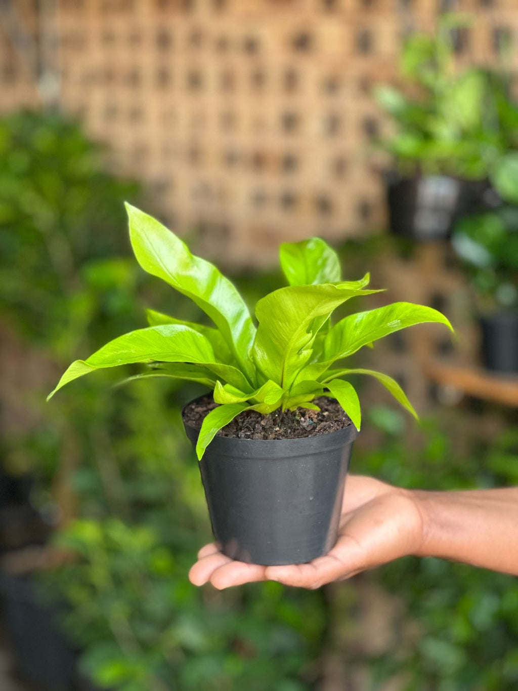 XS Bird's Nest Fern Asplenium
