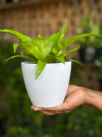 XS Bird's Nest Fern Asplenium With Decorative Pot